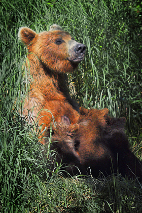 Katmai National Park Alaska