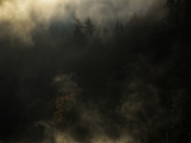Siuslaw National Forest