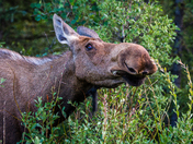 Denali National Park