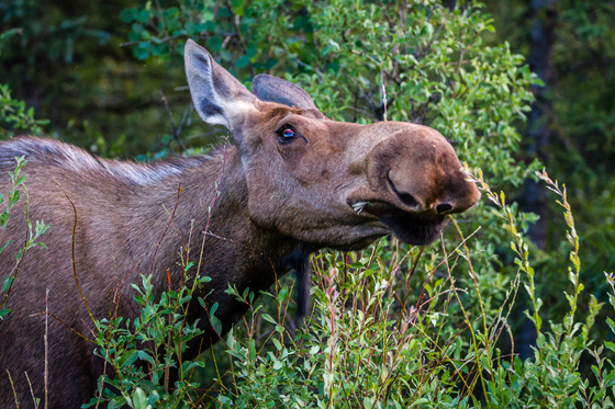 Denali National Park