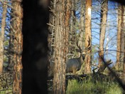KAIBAB NATIONAL FOREST
