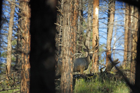 KAIBAB NATIONAL FOREST