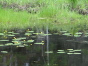 Shoreline Reflections