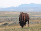Yellowstone National Park