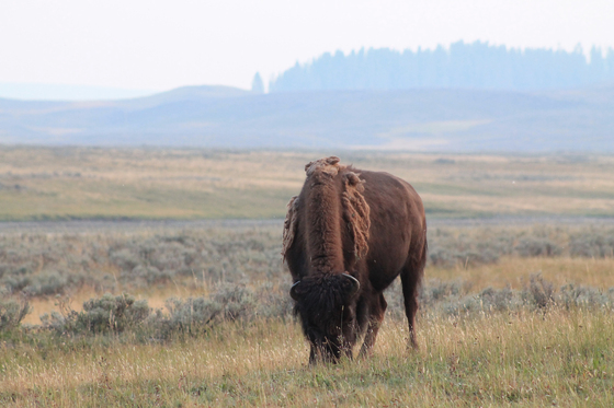 Yellowstone National Park