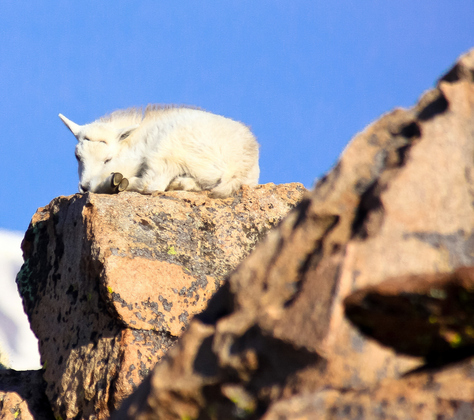  	Arapaho National Forest