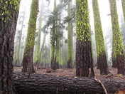 Lassen National Forest