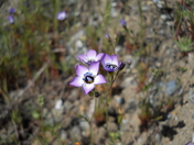 Cache Creek Wilderness Area