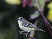Ruby-crowned Kinglet