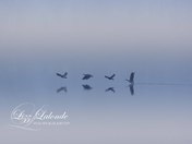 Canada goose in the fog.