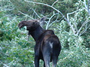 Glacier National Park