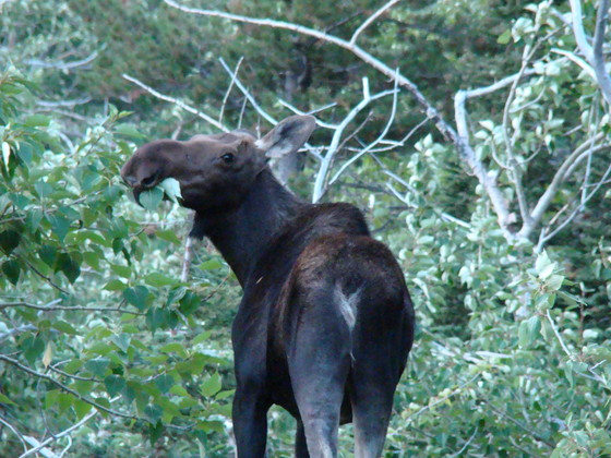 Glacier National Park