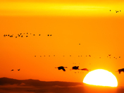 Monte Vista Wildlife Refuge