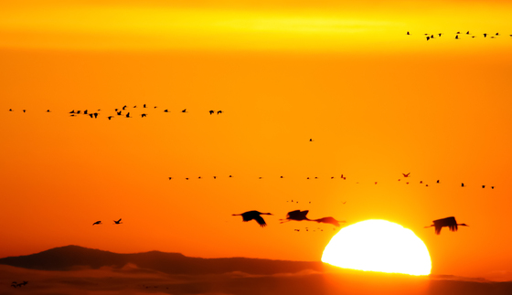 Monte Vista Wildlife Refuge