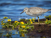 Juvenile Red Knot