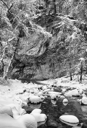 Cocnino National Forest