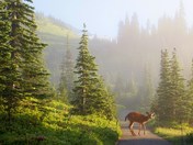 Mt. Rainier National Park