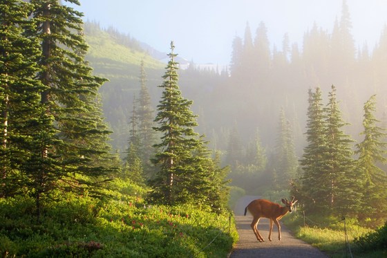 Mt. Rainier National Park