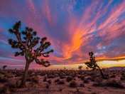 Joshua Tree National Park