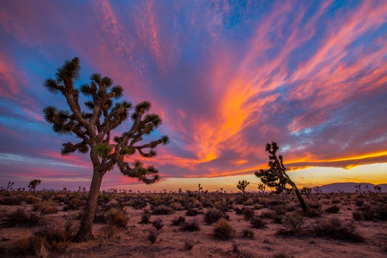 Joshua Tree National Park