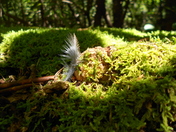 Pisgah National Forest