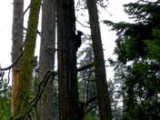 Sequioa National Park