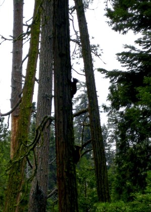 Sequioa National Park