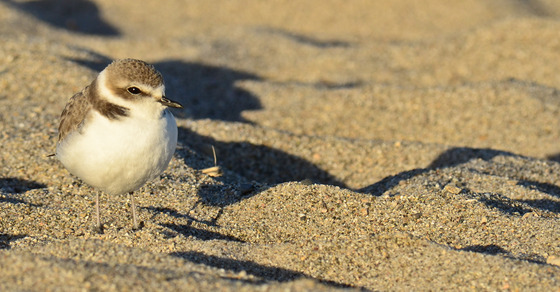 Channel Island National Park