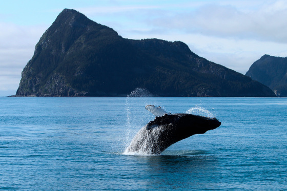 Alaska Maritime National Wildlife Refuge