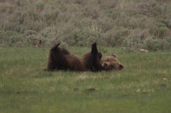 Yellowstone National Park