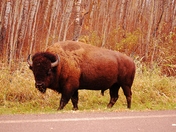 Wild bison