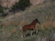 Theodore Roosevelt National Park, ND