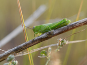 Green Hopper