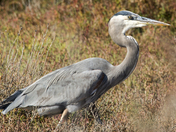 Don Edwars San francisco National Wildlife Refuge