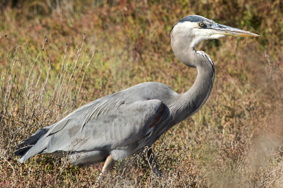 Don Edwars San francisco National Wildlife Refuge