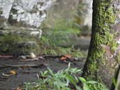 Great Smoky Mountains National Park