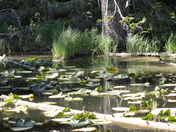Shoshone National Forest