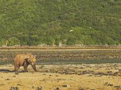 Katmai National Park