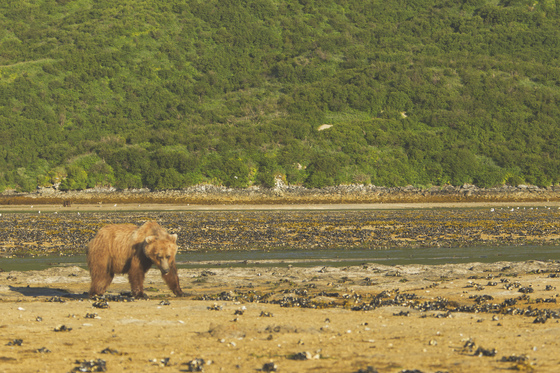 Katmai National Park