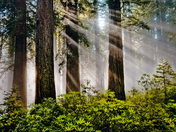 Redwoods National Park