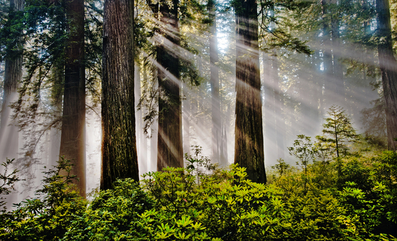 Redwoods National Park