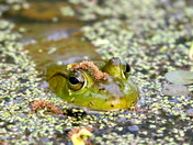 Bull Frog