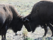 Yellowstone
