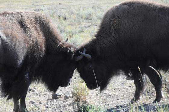Yellowstone