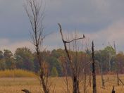 Sherburne National Wildlife Preserve