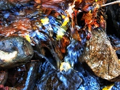 White River National Forest