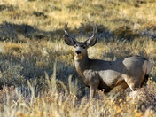 Rocky Mountain National Park