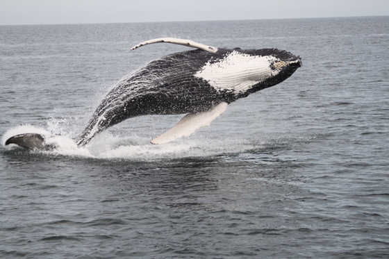 Cape Cod National Seashore