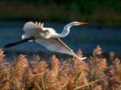 Bombay Hook NWR