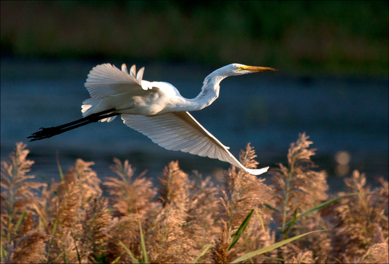 Bombay Hook NWR